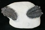 Double Coltraneia Plate - Tower Eyed Trilobites #15676-1